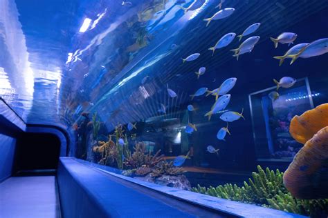 Marrasi Aquarium .